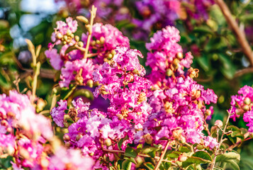 Lagerstroemia speciosa (Binomial name), giant crepe-myrtle, Queen's crepe-myrtle or pride of India with green leaves