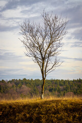 Fototapeta na wymiar lonely tree on a small hill