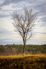 lonely tree on a small hill