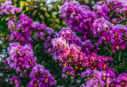 Lagerstroemia speciosa (Binomial name),giant crepe-myrtle, Queen's crepe-myrtle or pride of India on the branch of a tree
