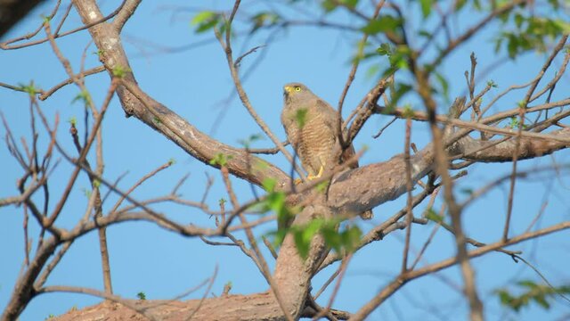 Roadside hawk (Rupornis magnirostris) sits on the tree and squeaking