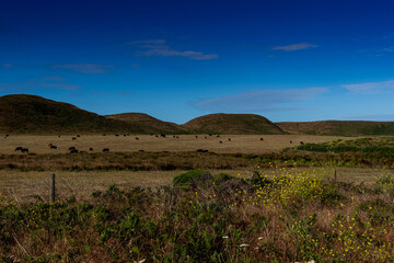 Cows grazing along the Abbotts Lagoon trail on a clear sky day, Point Reyes National Seashore, California USA