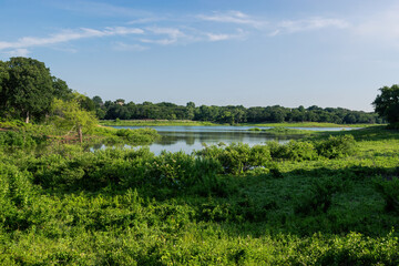 Fototapeta na wymiar Lake bay surrounded by green bushes