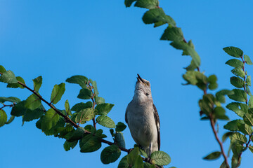 Mockingbird calling from treetop branch