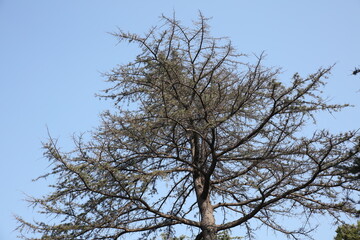 tree branches against blue sky