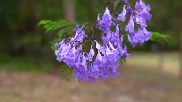 A closeup on a blue jacaranda flowers swaying in the wind.