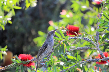 Little Wattlebird (Anthochaera chrysoptera) in Bottlebrush tree, South Australia
