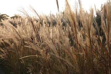 Fototapeta premium Reeds in the sun