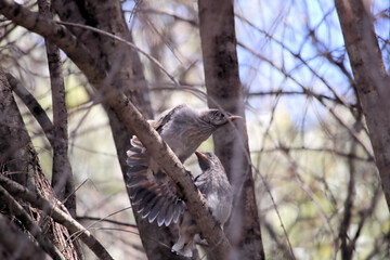 Two Little Wattlebird fledglings (Anthochaera chrysoptera), South Australia