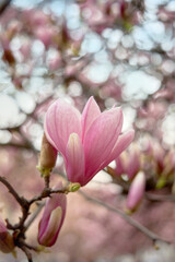 Vertical photo. Spring floral background with magnolia flowers.