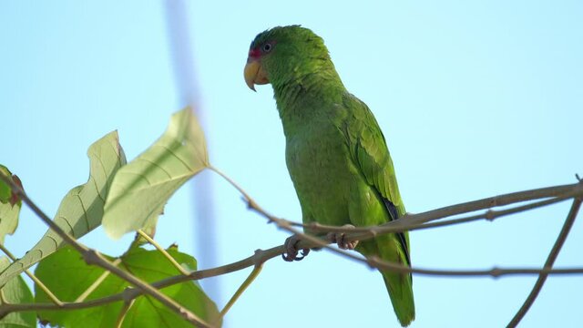 Red lored parrot (Amazona autumnalis) on the branch with blue background.
