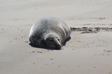 Earless seal on a mudflat. © Marije Kouyzer