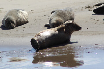 Earless seals on a mudflat. © Marije Kouyzer