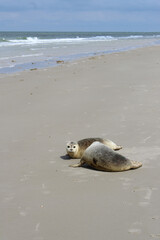 Earless seals on the beach. © Marije Kouyzer