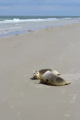  Earless seals on the beach. © Marije Kouyzer