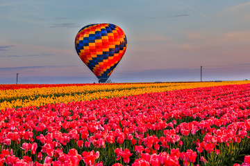 A hot air balloon above Tulip fields near Woodburn, Oregon