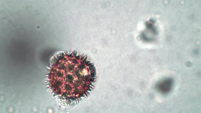 A real red cell like a spiked coronavirus under a microscope. Isolated closeup shoot of the viral microorganism. Concept of pathogens in microscopic world. Pollen of Tussilago plant shot.