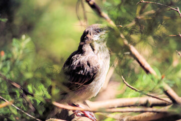 Little Wattlebird fledgling (Anthochaera chrysoptera), South Australia