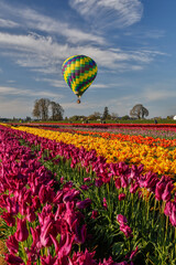A hot air balloon above Tulip fields near Woodburn, Oregon