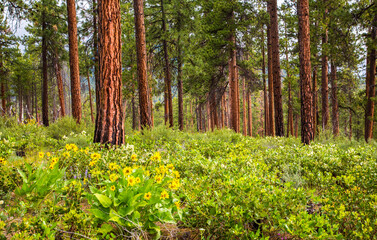 Wildflowers - lipine and balsom root - in front of a ponderosa pine forest in central Oregon near Sisters.
