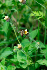 bee on a flower