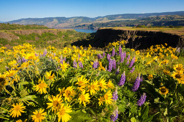 Lupine and balsom root flowers and the Columbia River at the Tom McCall Preserve in the Rowena hills in the Columbia River Gorge National Scenic Area., Oregon.