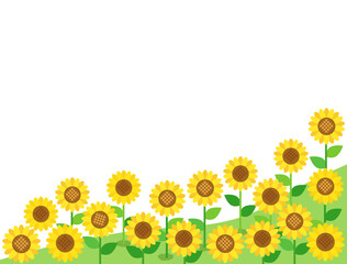 ひまわり48　ヒマワリ　向日葵　花　植物