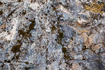 Background texture beach rock with plant growth