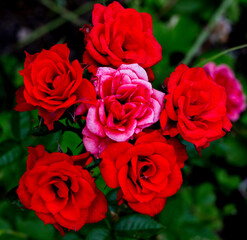 Roses Isolated Background