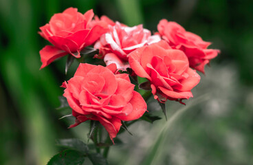 Roses Isolated Background