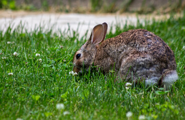 Rabbit Eating Grass