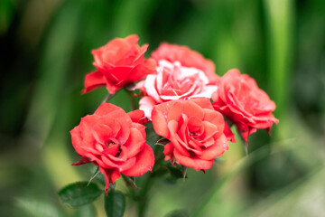 Roses Isolated Background