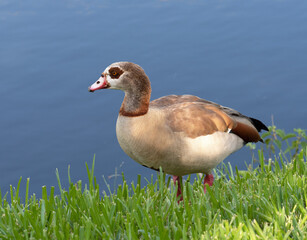 Egyptian goose with pale buff chest;  brown, dark orange, and black feathers on its back; pink beak and legs; and dark brown eye patch is standing in green grass against blue water in morning light.