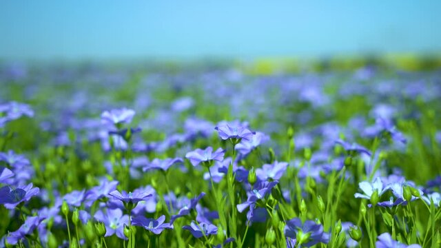 Blue field of flowering flax, flax flowers close-up