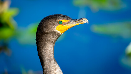 Anhinga