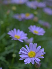 Fototapeta premium close up of purple petals daisy flowers plants in garden with green blurred background and sweet color for card design .macro image ,purple flowers and blur background