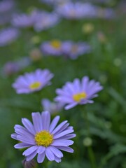 Fototapeta premium close up of purple petals daisy flowers plants in garden with green blurred background and sweet color for card design .macro image ,purple flowers and blur background