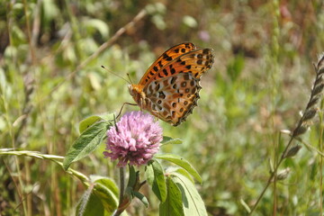 Marbled Fritillary with black spots is staying on a red clover.