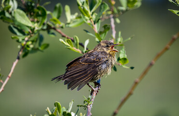 A Juvenile red winged blackbird 