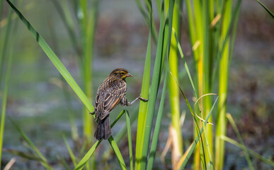 A Juvenile red winged blackbird 