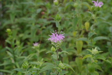 Obraz premium タイマツバナ