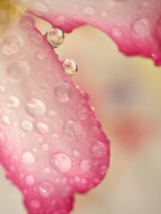 Obraz na płótnie Canvas Beautiful abstract water drops on pink petals of desert rose flower and bright blurred background ,macro image , soft focus ,sweet color for card design ,wallpaper, soft focus