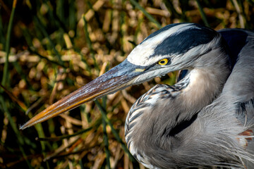 Blue Heron