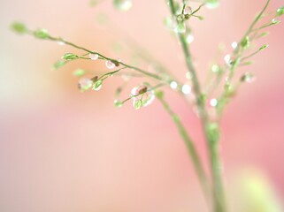 Closeup green grass branch with water drops on weed  ,sweet pink blurred background ,macro image ,sweet color for card design ,soft focus ,droplets on plants for wallpaper