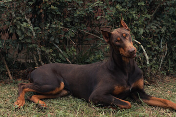 Dog portrait