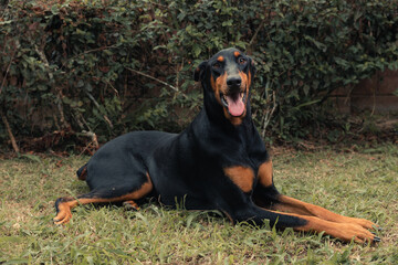portrait of a black dog