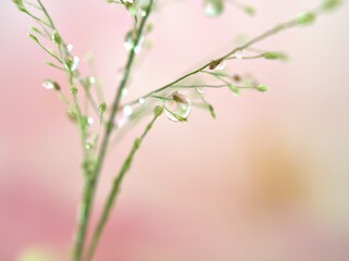 Closeup green grass branch with water drops on weed ,sweet pink blurred background ,macro image ,sweet color for card design ,soft focus ,droplets on plants for wallpaper