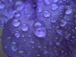 Closeup purple blue petals of petunia flower with water drops background, macro image ,droplets blurred violet petals ,wallpaper, sweet color for card design