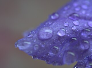 Closeup purple blue petals of petunia flower with water drops background, macro image ,droplets blurred violet petals ,wallpaper, sweet color for card design