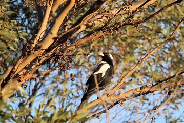 Australian Magpie (Cracticus tibicen) perched in eucalypt, South Australia